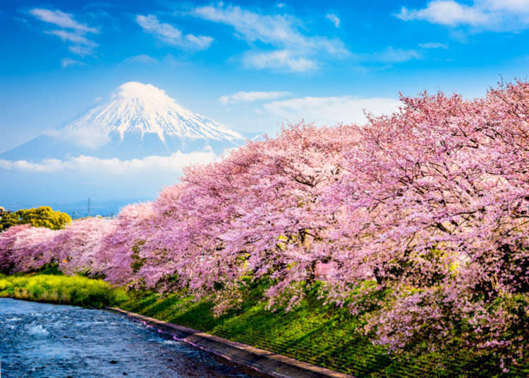 The Best Time of Year To Visit? 15 Reasons We Love Spring in Japan!