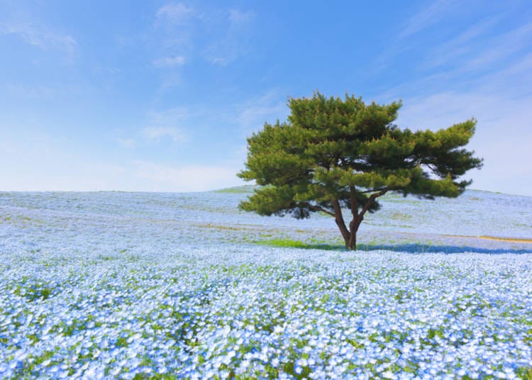 2. Visiting Japanese flower gardens