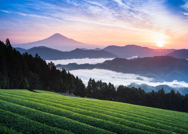 5. Green Tea Plantations