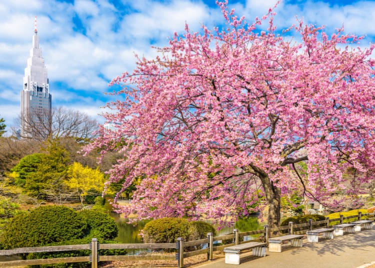 13. Exploring (and Relaxing In) Japanese Parks