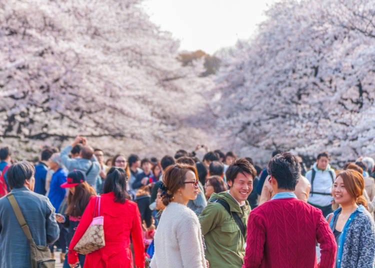 도쿄에서 벚꽃 시즌을 즐기는 장소? 우에노 공원입니다!
