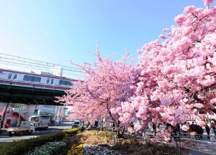 這個春天就去三浦河岸賞河津櫻，還要拿京急原創周邊商品！東京出發1小時可到的早開櫻勝地～