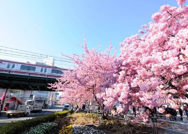일본 방문 외국인 한정 가와즈 벚꽃 프로모션! 벚꽃구경하고 게이큐 오리지널 기념품을 받자!