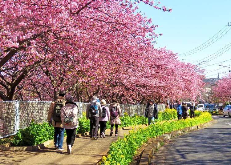 Japan's Early Sakura Secret, Only 1 Hour from Tokyo (From February Until Early March)