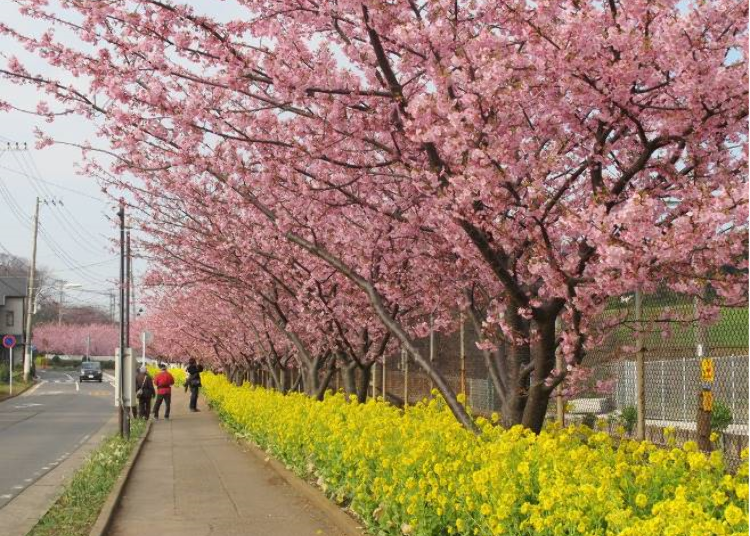 What are Kawazu-zakura?