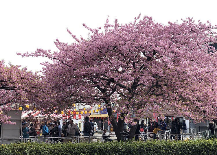 Tips for Avoiding Crowds
