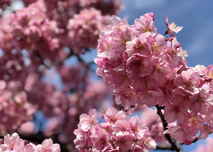 1. Head to Komatsugaike Park