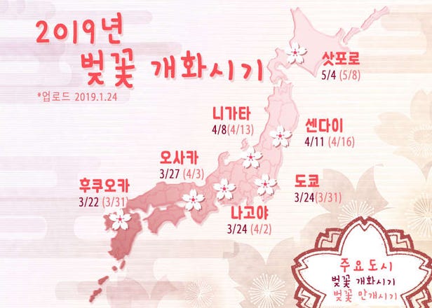 2024년 일본벚꽃 개화시기 - 일본 전국의 벚꽃 개화시기와 팁!