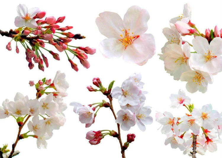 2024년 일본의 벚꽃 시즌은 언제?