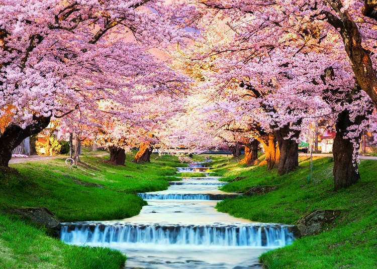일본에서 벚꽃을 보기 가장 좋은 곳?