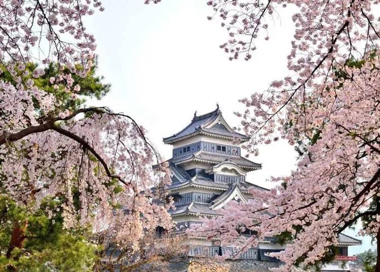 아름다운 벚꽃으로 둘러싸인 마츠모토 성 (나가노)