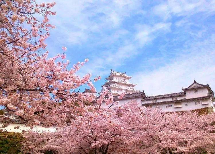 히메지성 주변의 1,000그루의 벚꽃 중 일부(효고)