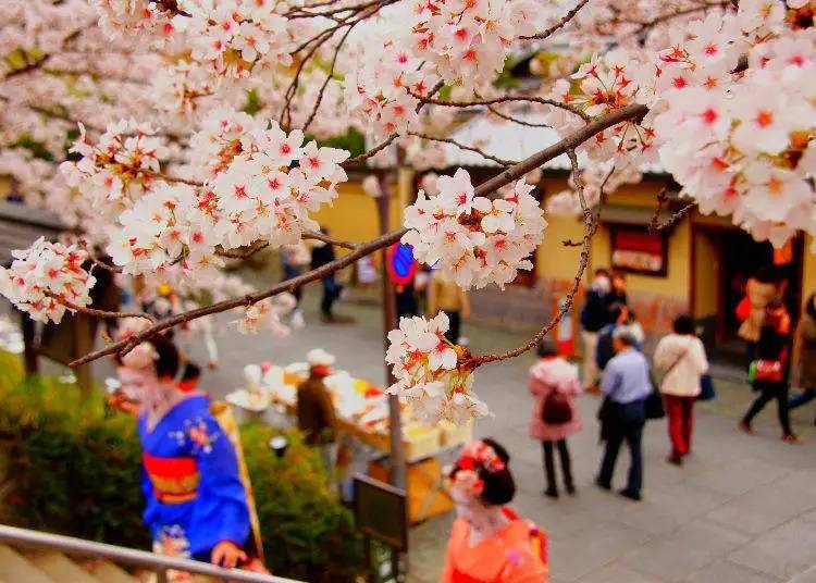 기모노를 입고 벚꽃을 감상하는 것은 일본을 방문하는 많은 방문객들에게 인기 있는 체험.