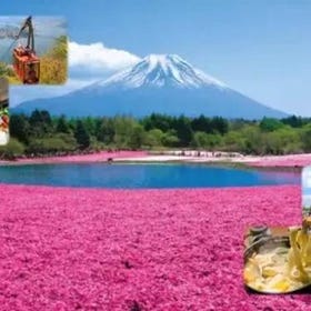 [도쿄] 후지산 꽃 축제 & 로프웨이 & 과일 수확 체험 (도쿄 출발) ©klook