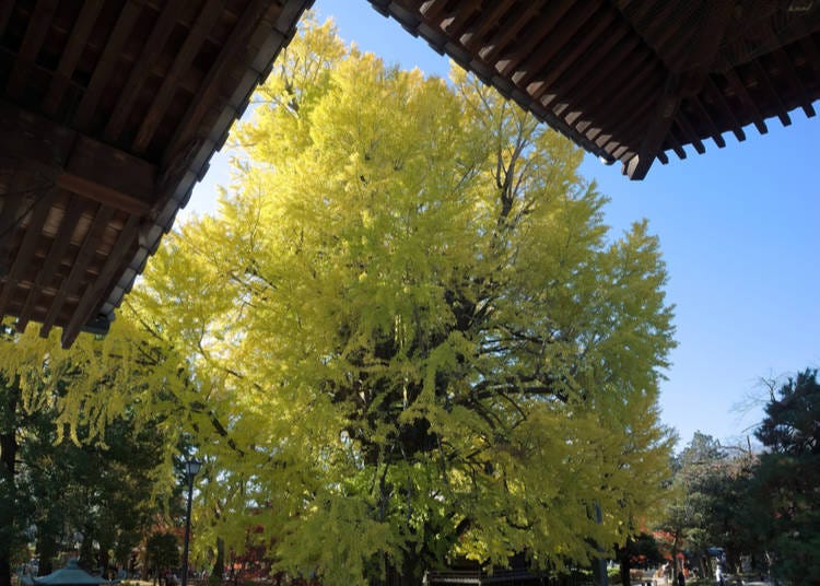 5 – Bannaji Temple – Ashikaga, Tochigi