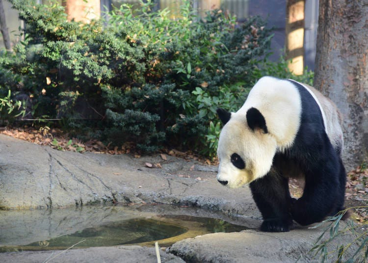 #9. 上野動物園 - Ueno Zoo (521.2k Photos)