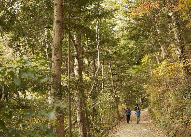 Hot Spot 3: Mount Takao's Peak Only Known to Experts - Conveniently Located Along the Sparsely Populated Fuji Road