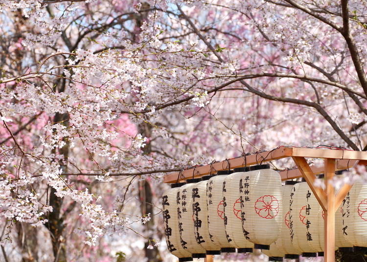 四月：在櫻花樹下一起野餐吧！享受最道地的日式生活情調