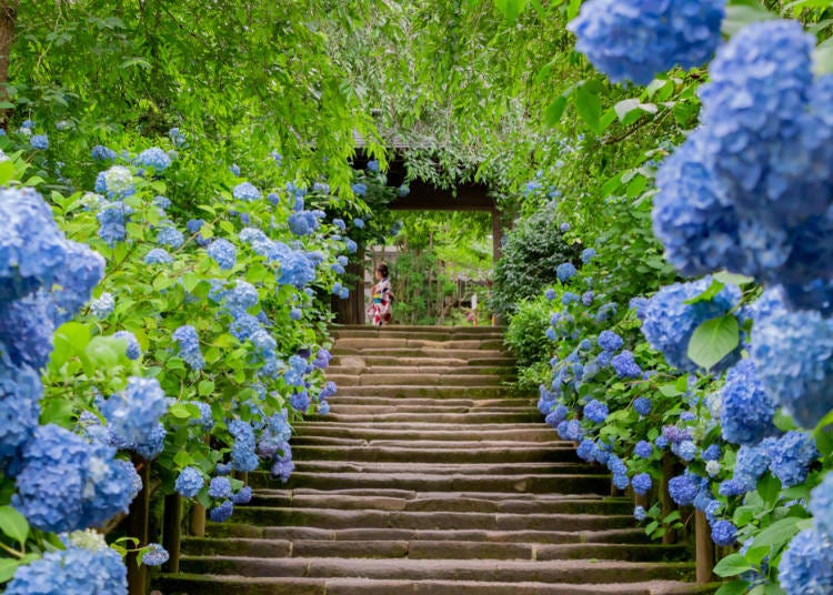 六月：繡球花是幸福的代表色！順道來場鎌倉古都小旅遊吧