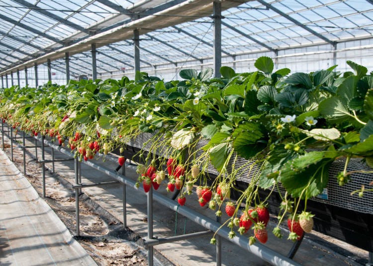 Strawberry picking