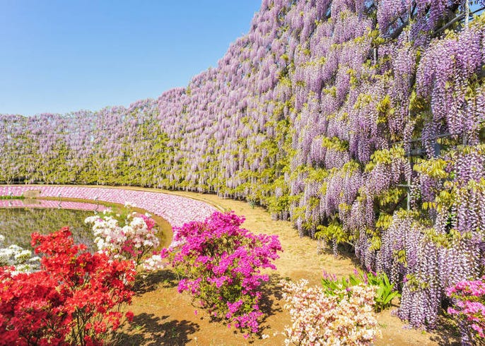 春暖花開的東京除了櫻花還有 3月 4月 5月東京春遊行程 景點推薦 Live Japan 日本旅遊 文化體驗導覽