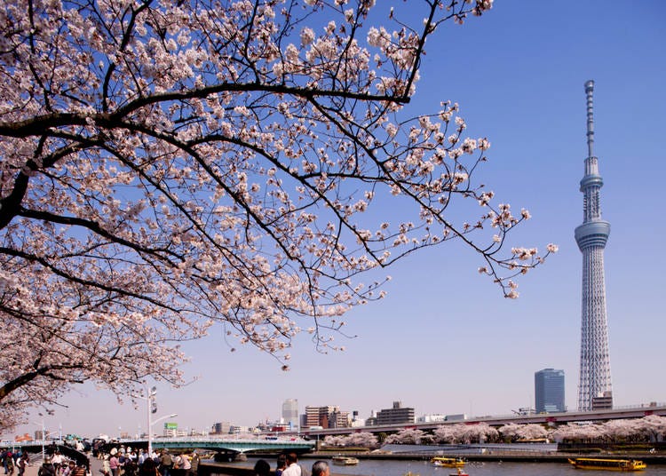 Spring Highlight #1: Asakusa and the Sumida River