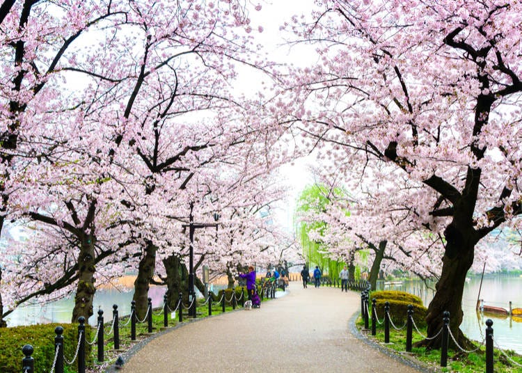 Spring Highlight #3: Ueno Park