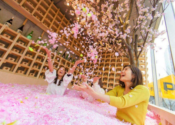일본 벚꽃여행 - “아싸들을 위한 120만장 벚꽃잎 풀장 벚꽃놀이” 한손에는 사가의 딸기 사케를!