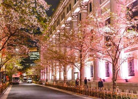 Savor Spring at SAKURA FES NIHONBASHI 2026 - Celebrating Sakura, Sweets, and Japanese Culture!
