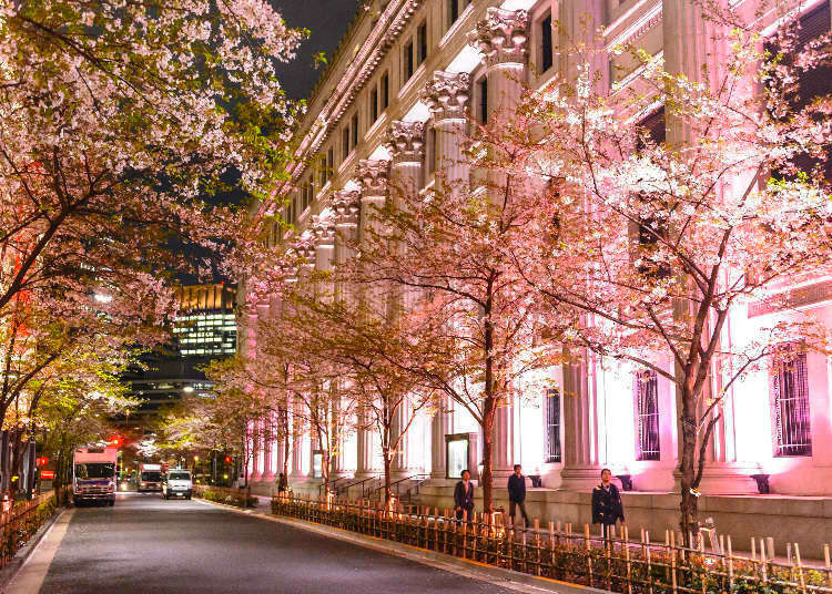 コレド室町で日本の春を満喫 桜を愛でながら食や文化を楽しむ 日本橋桜フェスティバル Live Japan 日本の旅行 観光 体験ガイド