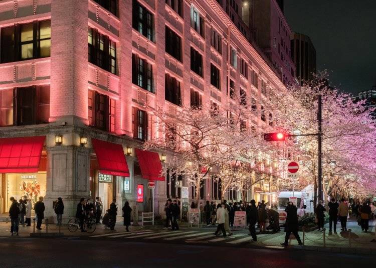 Nihonbashi’s Sakura Illuminations Feel Like Stepping into Another World