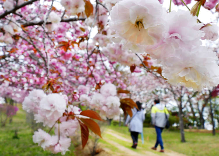 cherry blossoms