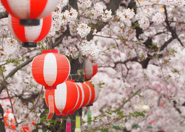 Chiba Prefecture (Peak Bloom Around April 6)