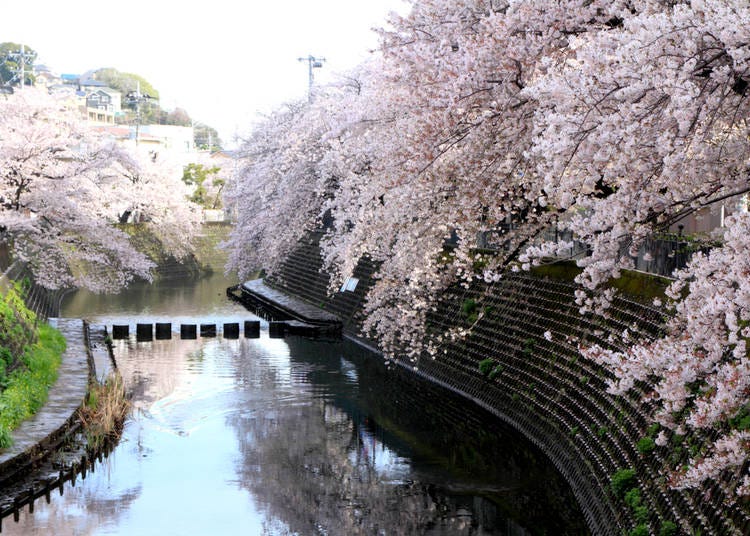 Cherry blossoms along the Ooka River