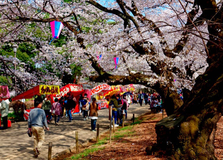 Sakura at Omiya Park