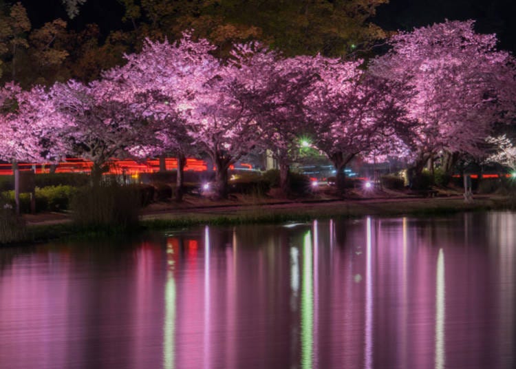 Night view of blossoms along Lake Senba