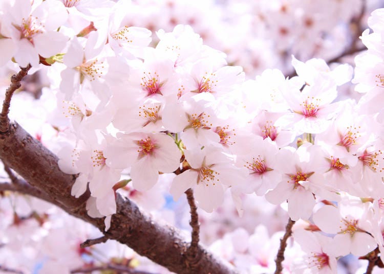 Tochigi Prefecture (Average flowering date: April 1)