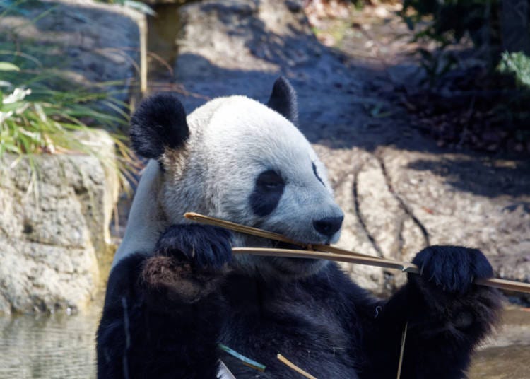 5. Ueno Park Panda Cam