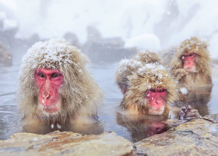 20. Japanese Wild Snow Monkeys