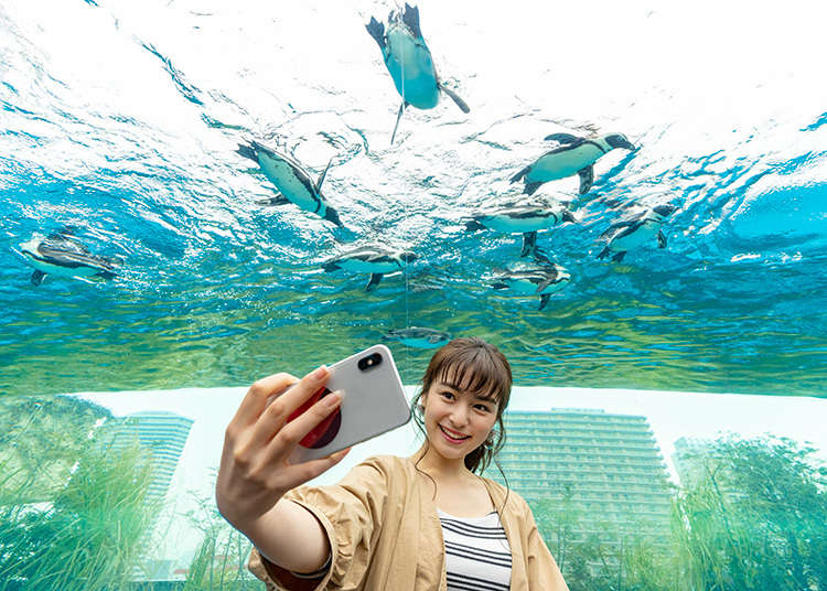 東京池袋 太陽城sunshine City 水族館 瞭望台中10個讓人怦然心動的魅力 Live Japan 日本旅遊 文化體驗導覽