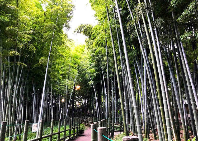 10. Walk in a bamboo forest