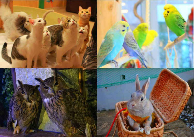20. Have a cup of coffee with a gorgeous little animal at one of Tokyo’s famous animal cafes