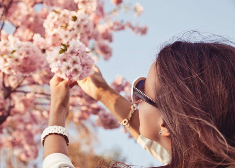 5 Foreign Residents Share Inside Tips & Favorite Sakura Spots in Tokyo