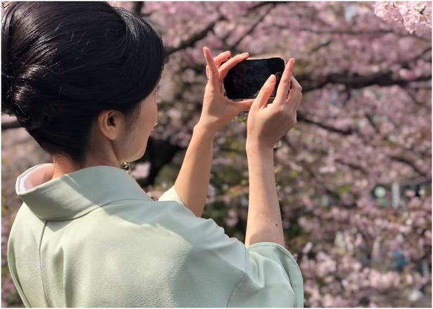 2019 일본 벚꽃 - “ 도쿄 주요 벚꽃명소의 지금 상황은 어떨까?” 벚꽃개화 상황을 조사!