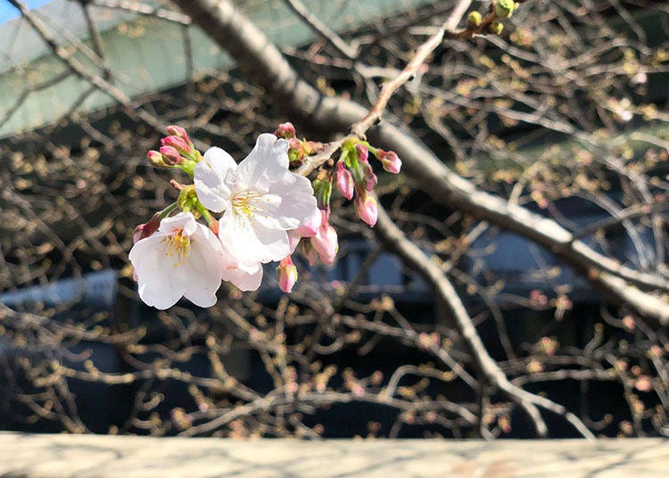 Cherry blossoms at Nihonbashi Bridge. Photo taken on March 21, 2019.