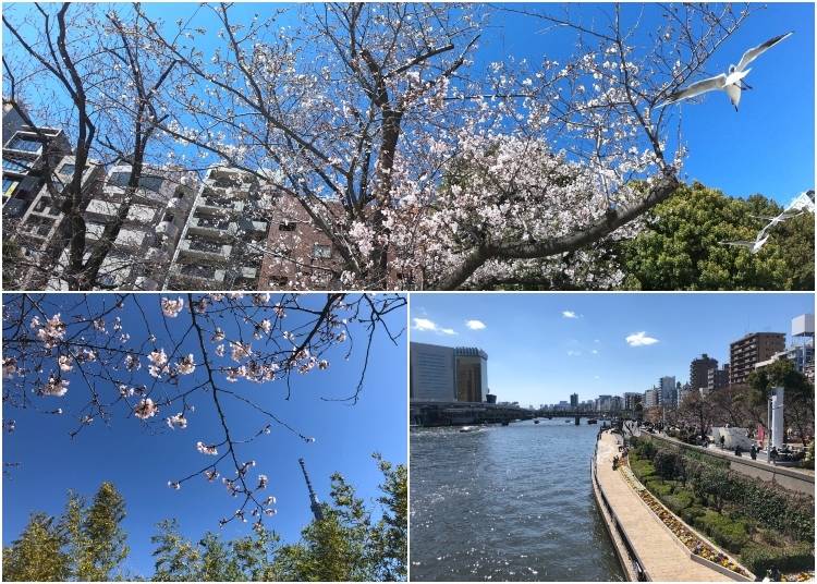 Sumida Park: March 24 - 3 days after Tokyo's first official bloom