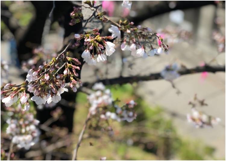 Sumida Park: March 24 - 3 days after Tokyo's first official bloom