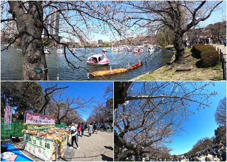 Ueno Park: March 24 - 3 days after Tokyo's first official bloom