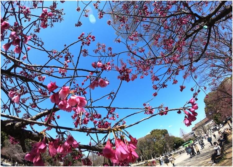 Ueno Park: March 24 - 3 days after Tokyo's first official bloom