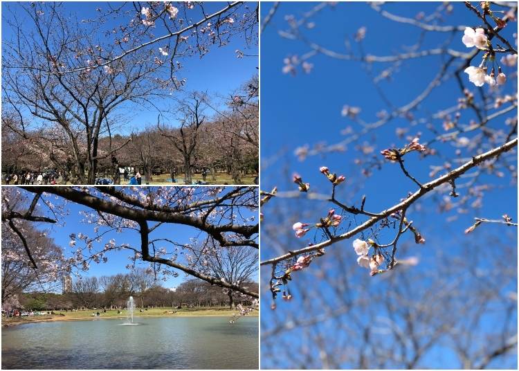 Yoyogi Park: March 24 - 3 days after Tokyo's first official bloom